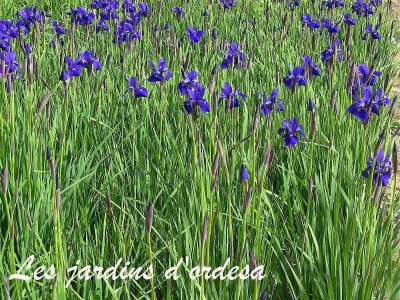 Iris sibirica caesar\